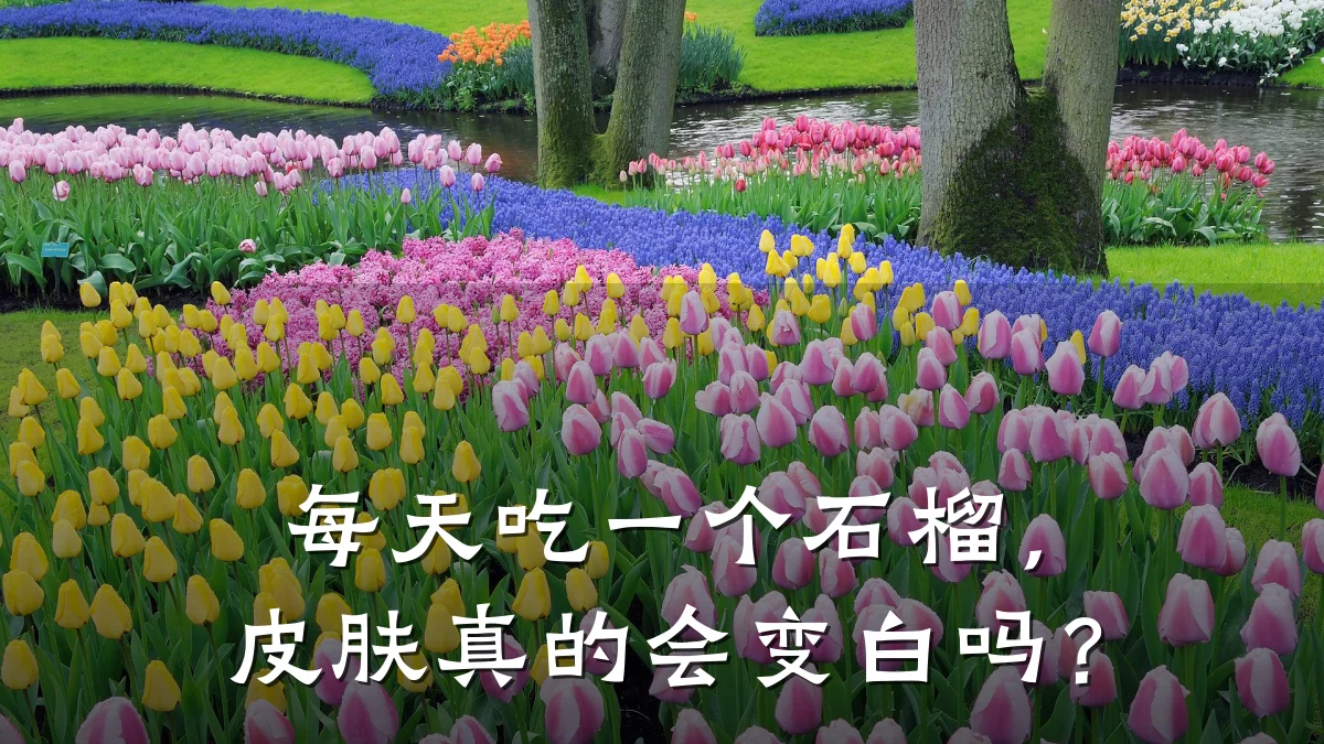 每天吃一个石榴，皮肤真的会变白吗？