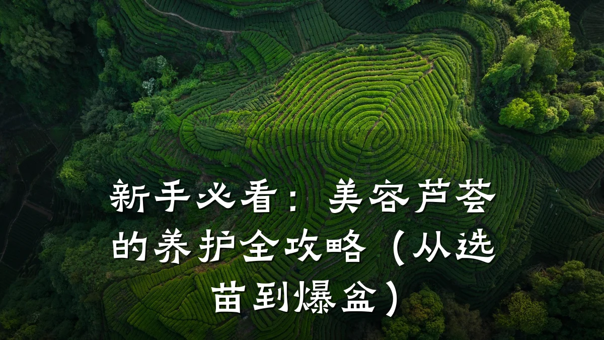 新手必看：美容芦荟的养护全攻略（从选苗到爆盆）