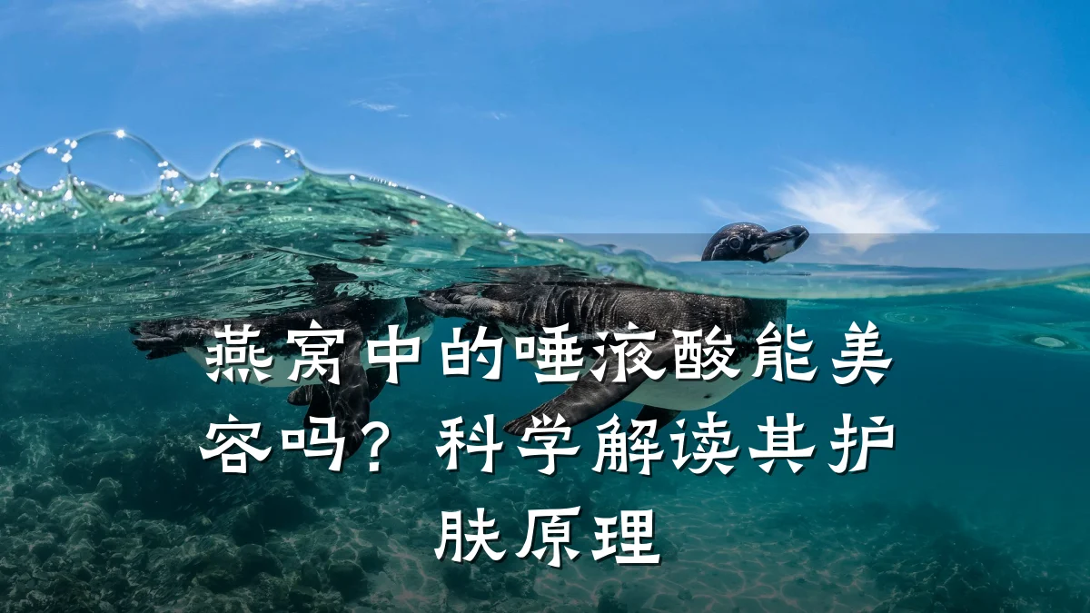 燕窝中的唾液酸能美容吗？科学解读其护肤原理