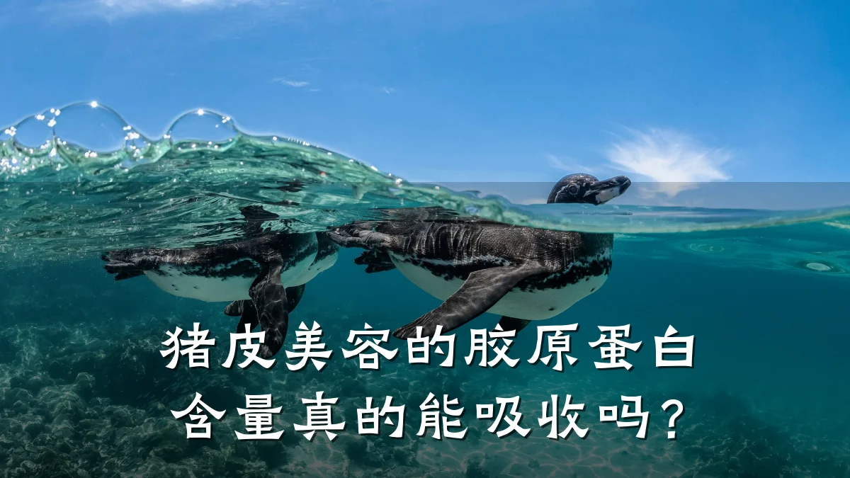 猪皮美容的胶原蛋白含量真的能吸收吗？