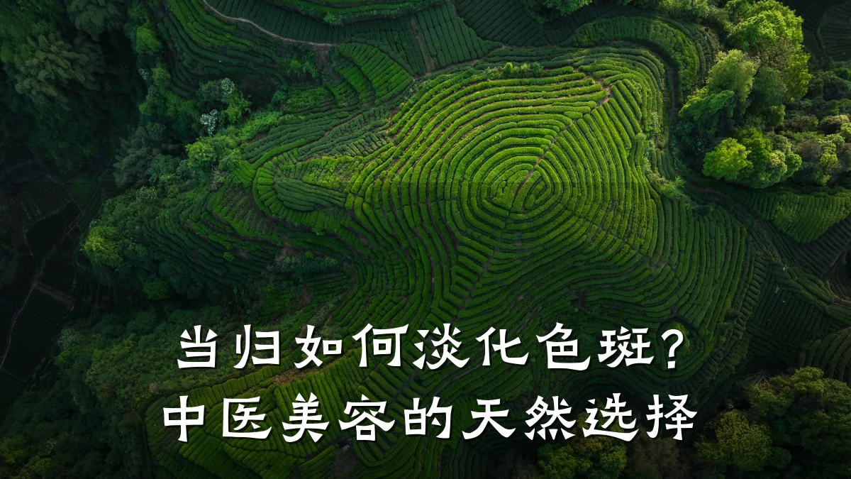当归如何淡化色斑？中医美容的天然选择