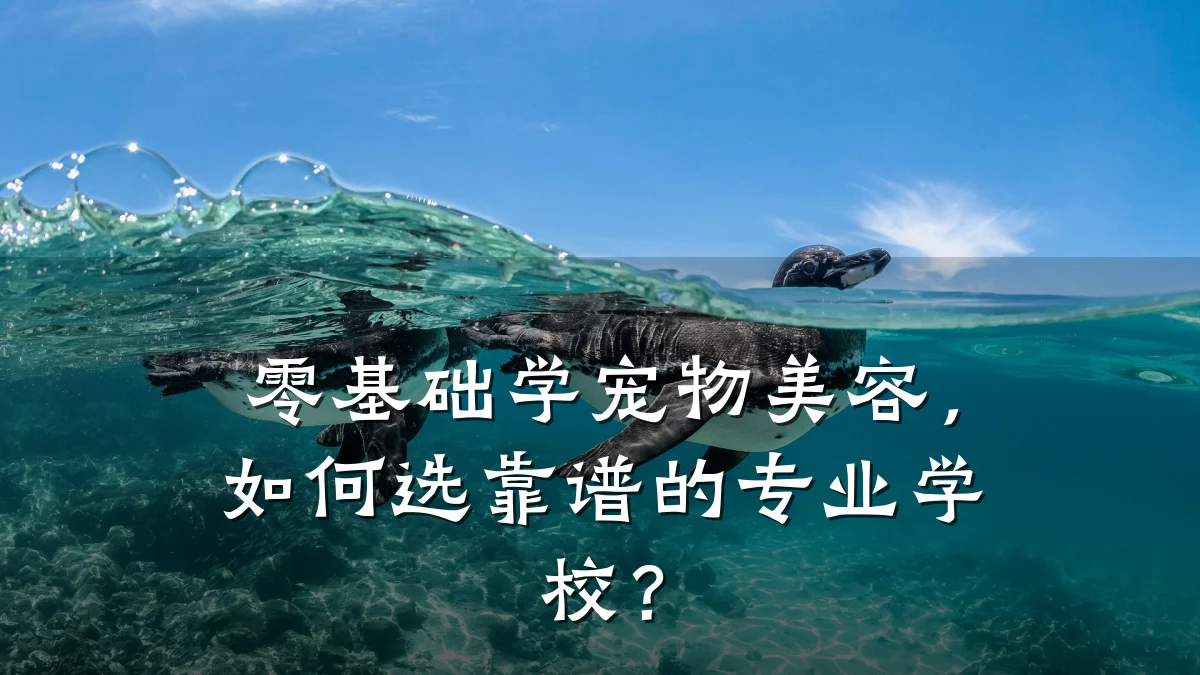 零基础学宠物美容,如何选靠谱的专业学校?
