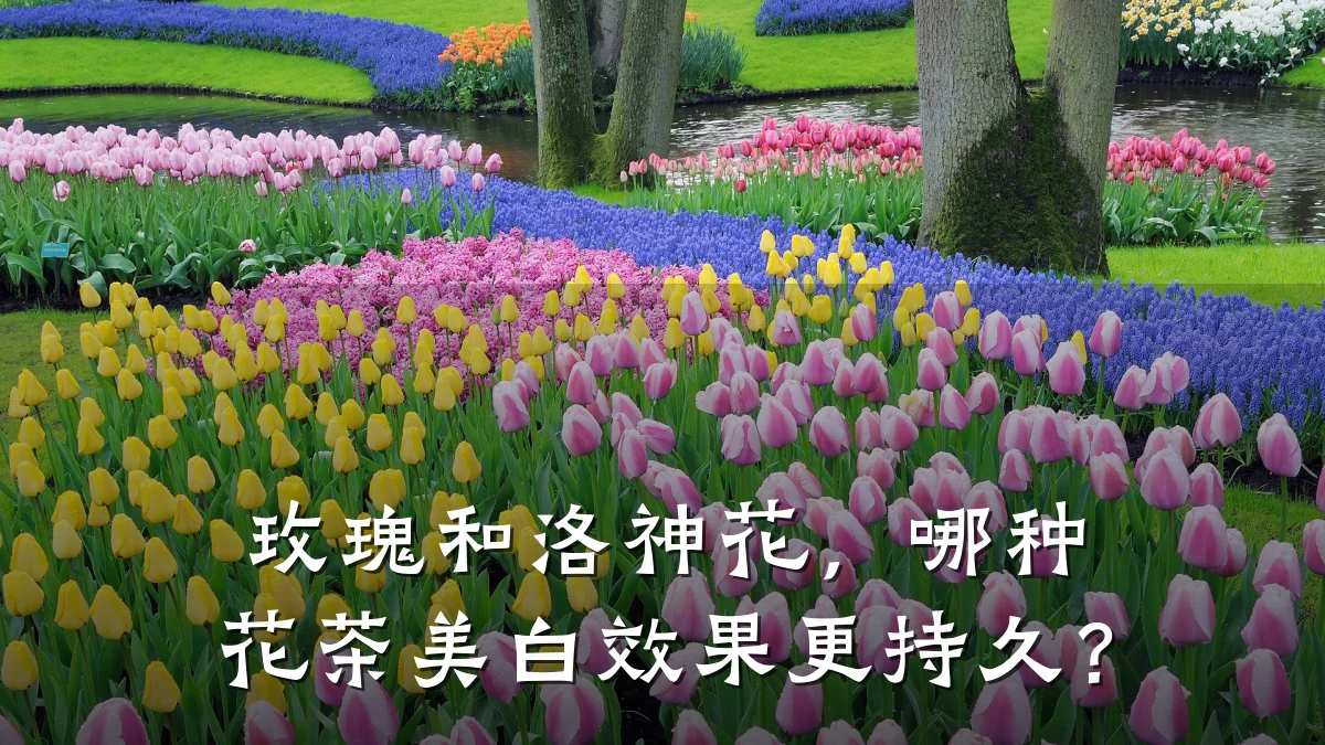 玫瑰和洛神花，哪种花茶美白效果更持久？