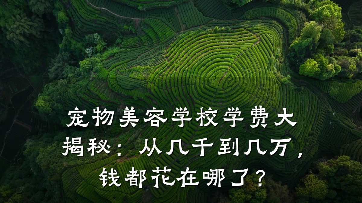 宠物美容学校学费大揭秘:从几千到几万,钱都花在哪了?