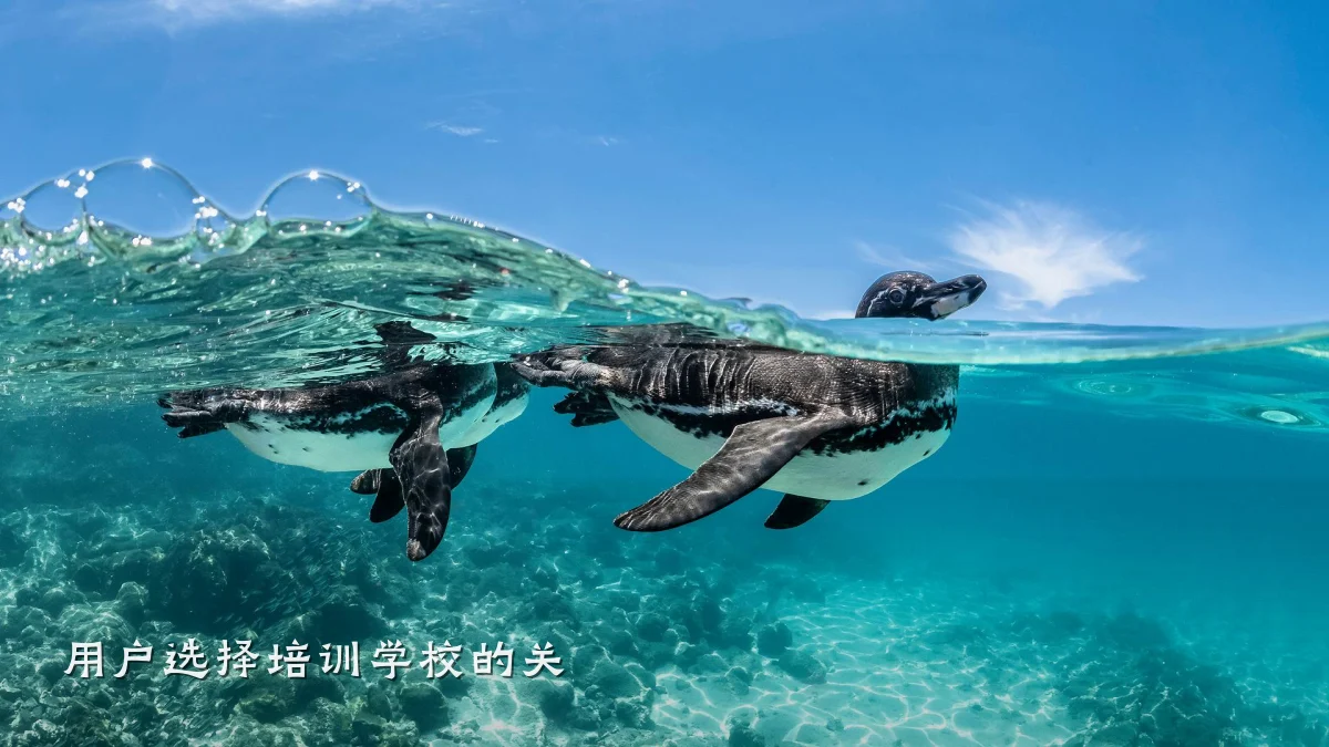 用户选择培训学校的关