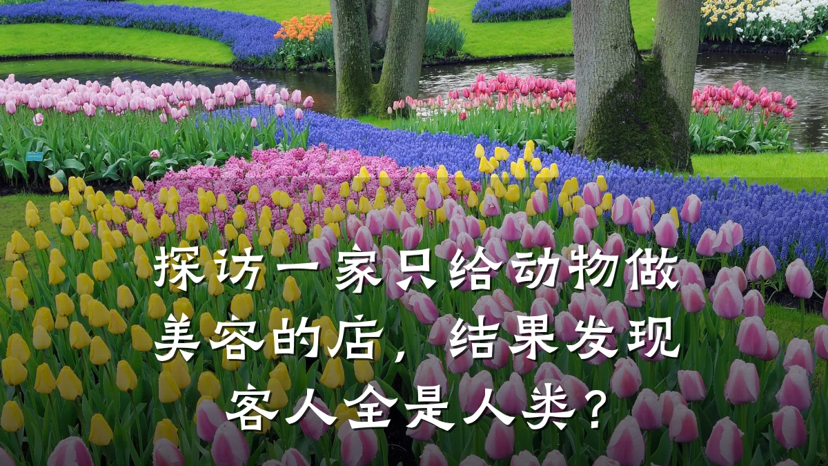 探访一家只给动物做美容的店,结果发现客人全是人类?