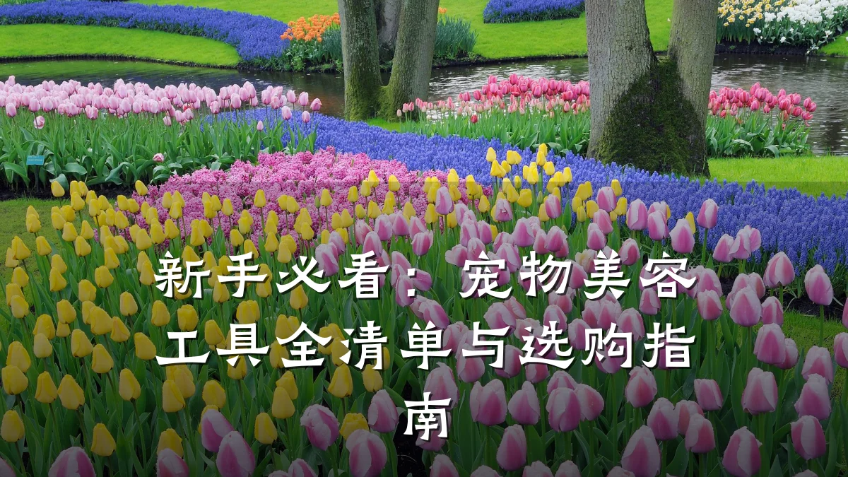 新手必看:宠物美容工具全清单与选购指南