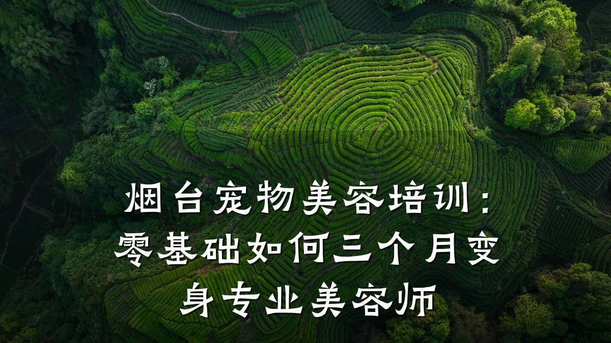 烟台宠物美容培训:零基础如何三个月变身专业美容师