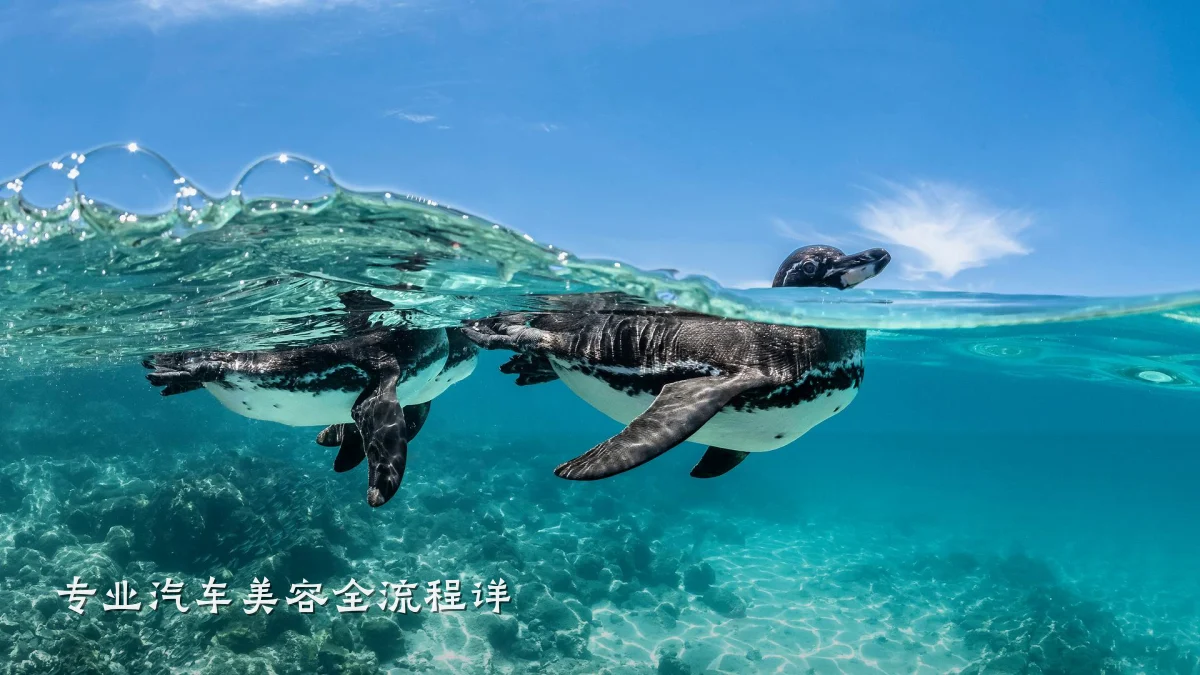 专业汽车美容全流程详