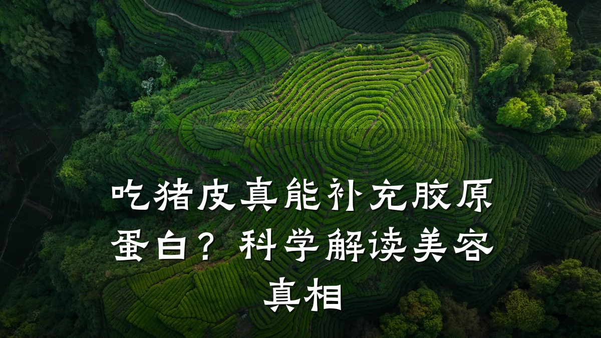 吃猪皮真能补充胶原蛋白?科学解读美容真相
