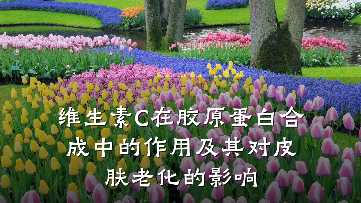 维生素C在胶原蛋白合成中的作用及其对皮肤老化的影响