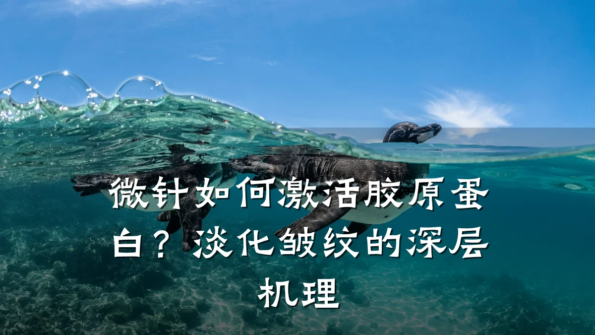 微针如何激活胶原蛋白?淡化皱纹的深层机理
