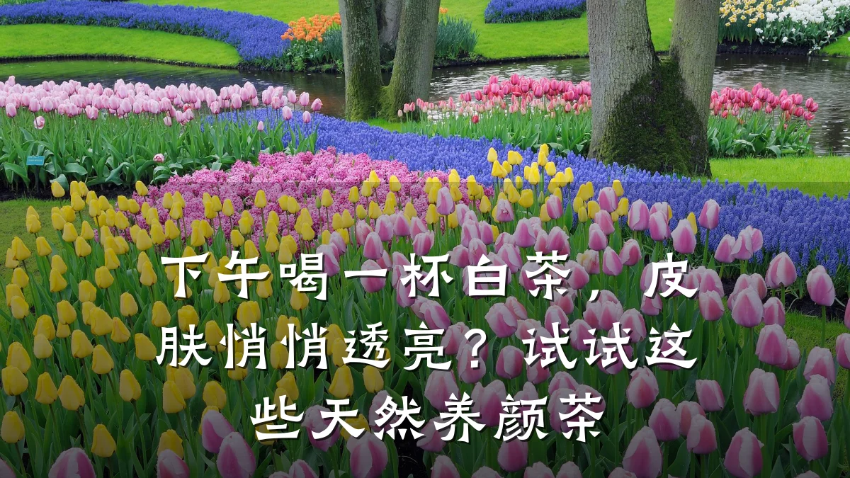 下午喝一杯白茶,皮肤悄悄透亮?试试这些天然养颜茶