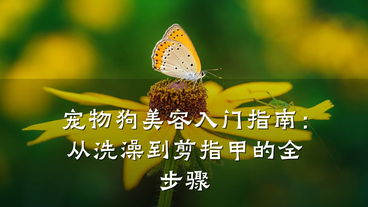 宠物狗美容入门指南:从洗澡到剪指甲的全步骤