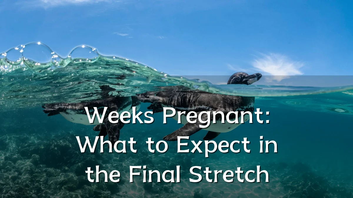 Weeks Pregnant: What to Expect in the Final Stretch