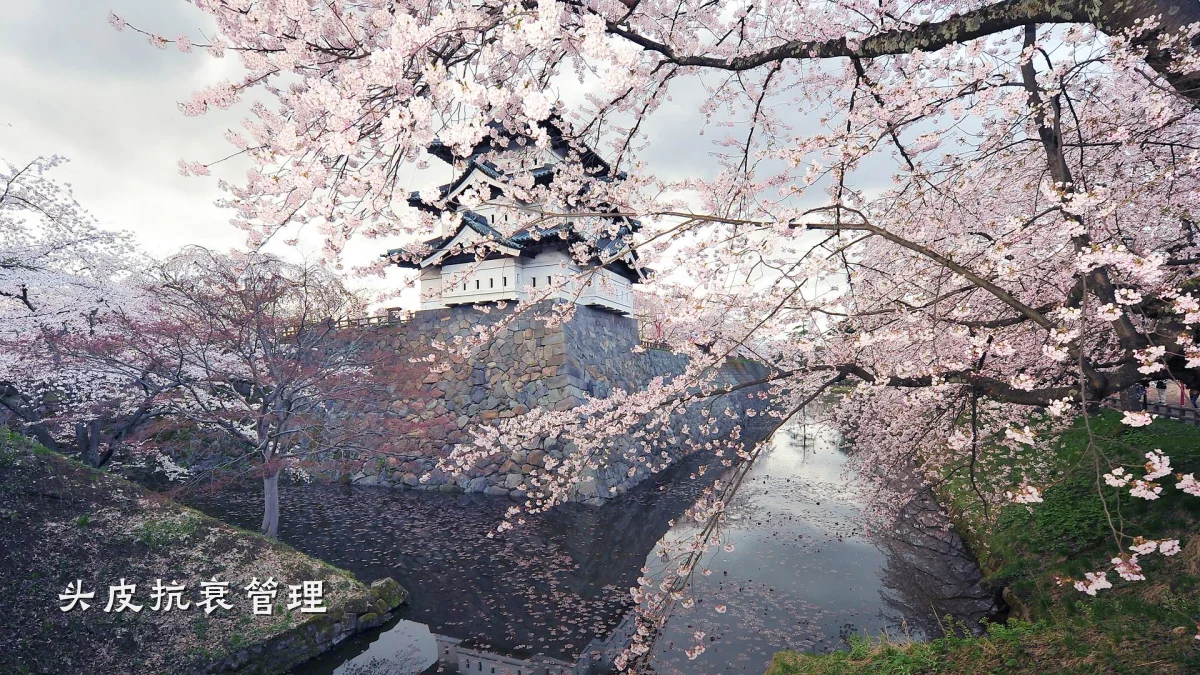 头皮抗衰管理