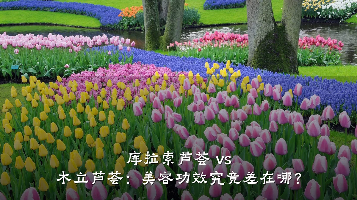 库拉索芦荟 vs 木立芦荟:美容功效究竟差在哪?