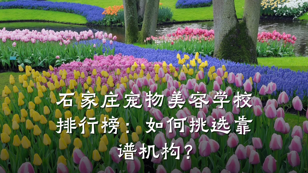 石家庄宠物美容学校排行榜:如何挑选靠谱机构?