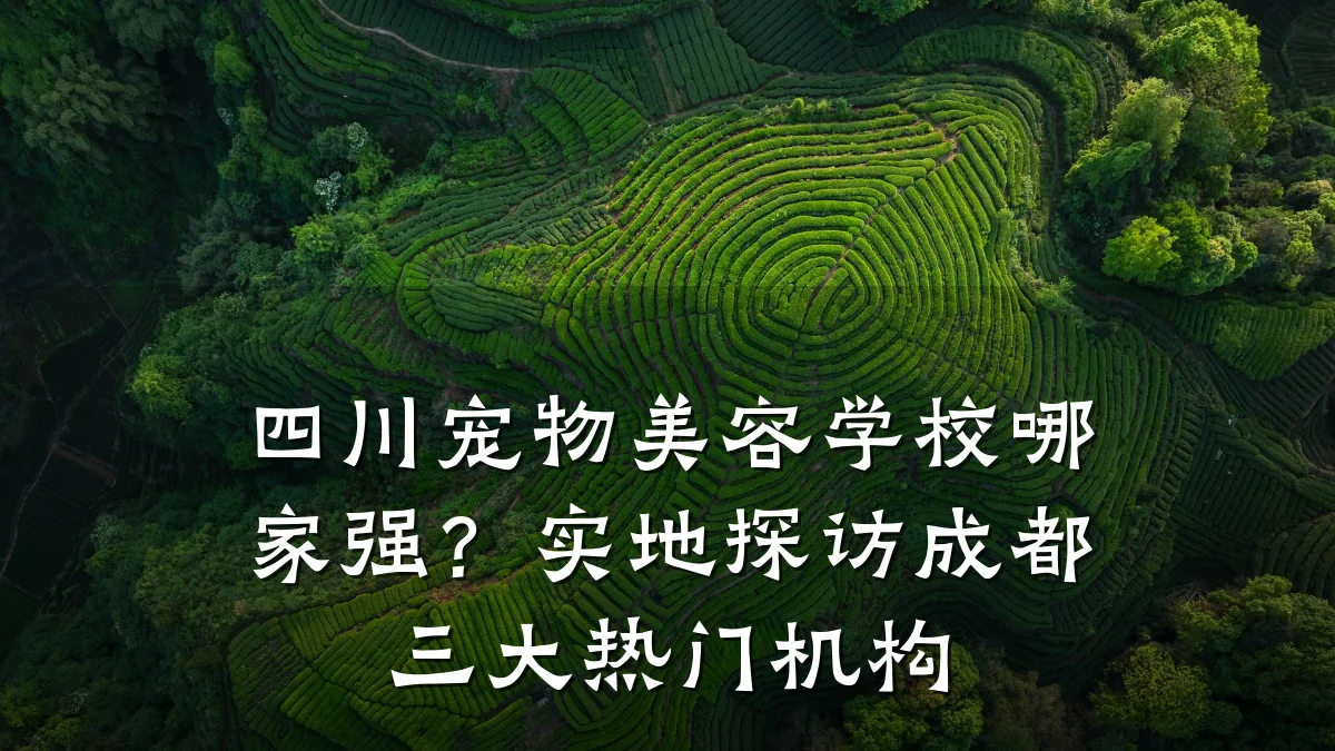 四川宠物美容学校哪家强?实地探访成都三大热门机构