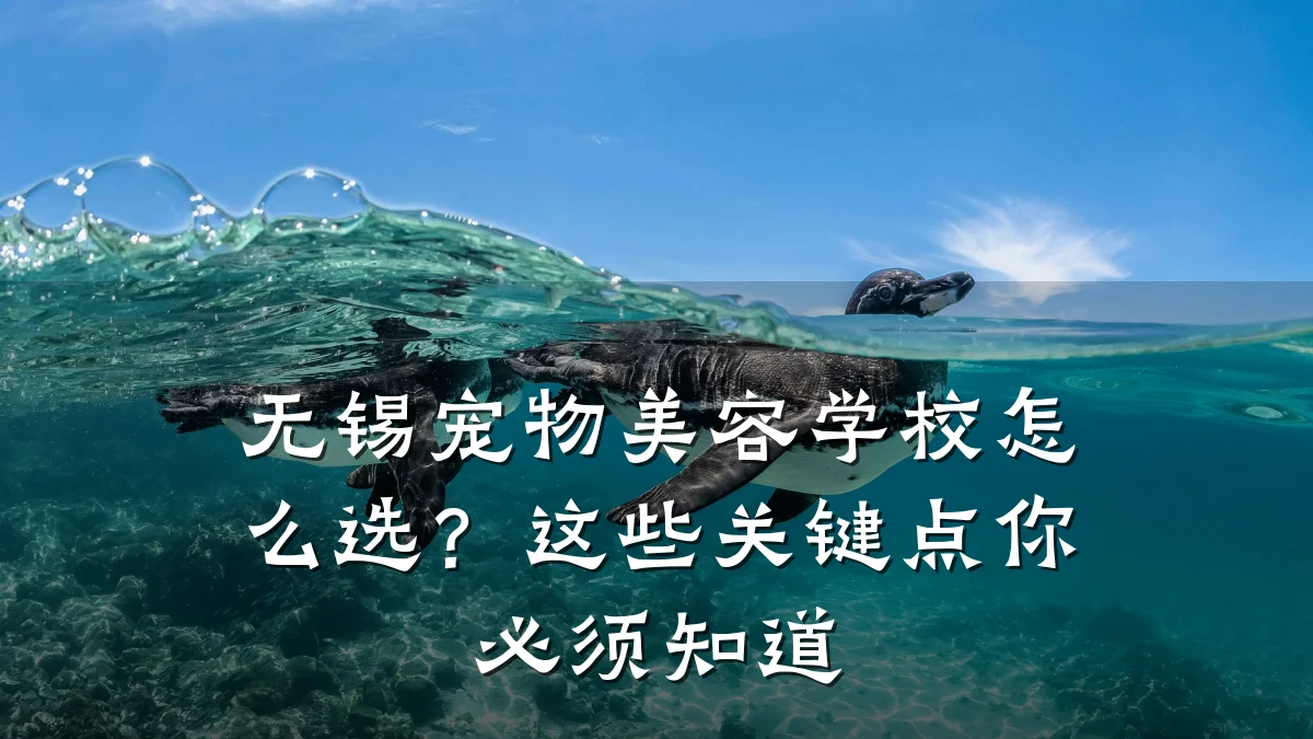 无锡宠物美容学校怎么选?这些关键点你必须知道