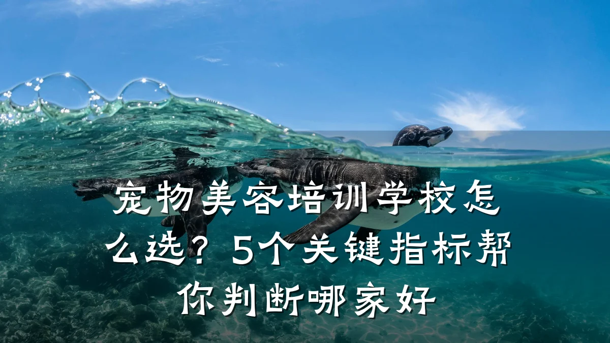 宠物美容培训学校怎么选?5个关键指标帮你判断哪家好