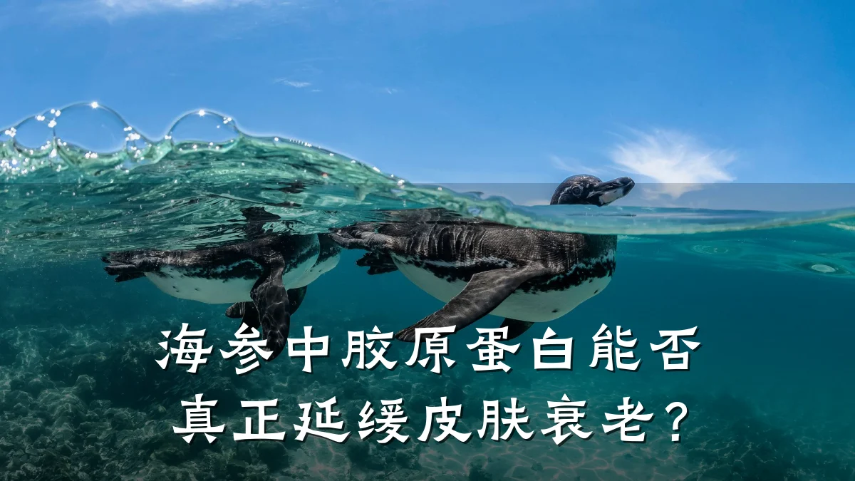 海参中胶原蛋白能否真正延缓皮肤衰老?