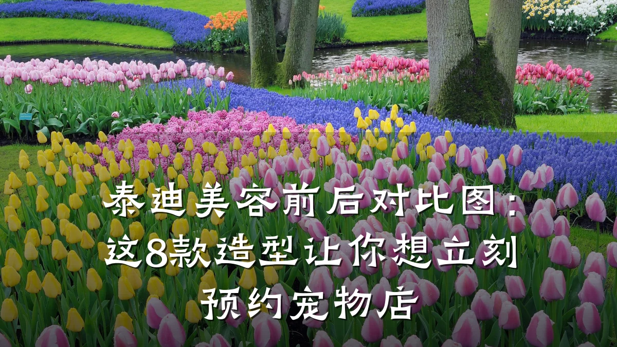 泰迪美容前后对比图:这8款造型让你想立刻预约宠物店